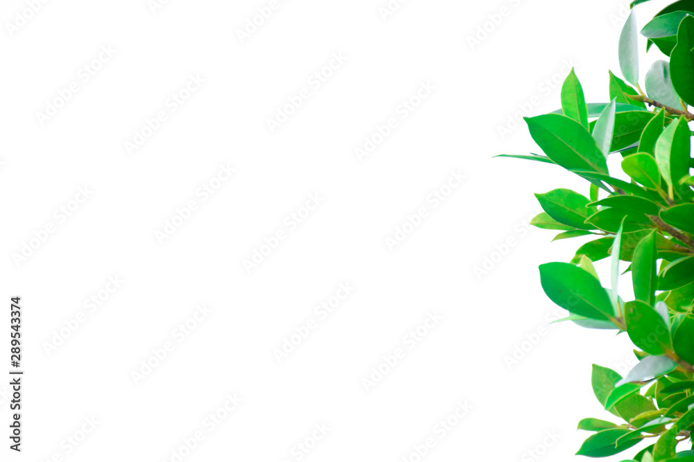  fresh green leaf and natural green plants branch tree in garden isolated on white background
