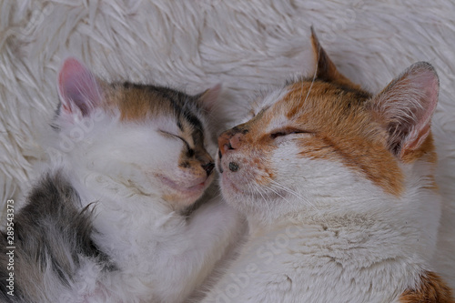 Kittens lying with mother on white plush