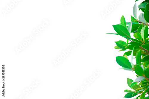  fresh green leaf and natural green plants branch tree in garden isolated on white background © sornram