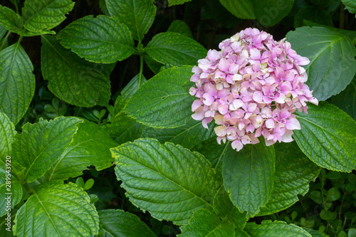 close-up of hydrangea macrophylla plant. Purple and white mix color and combined with leaves.