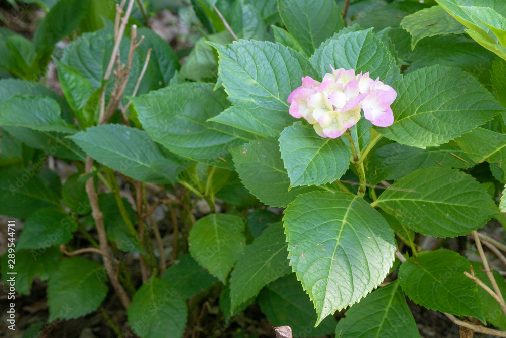 close-up of hydrangea macrophylla plant. Purple and white mix color and combined with leaves. close-up of hydrangea macrophylla plant. Purple and white mix color and combined with leaves.
