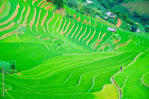A man walking in the center beautiful terraced rice paddy field and mountain landscape in Mu Cang Chai and SAPA VIETNAM