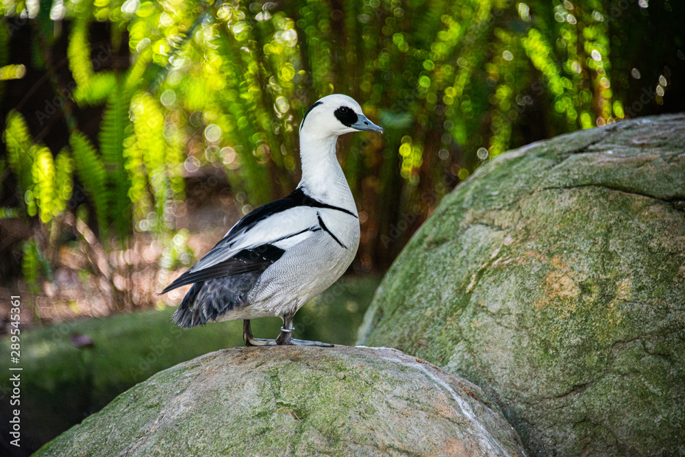 Obraz premium Harlequin Duck