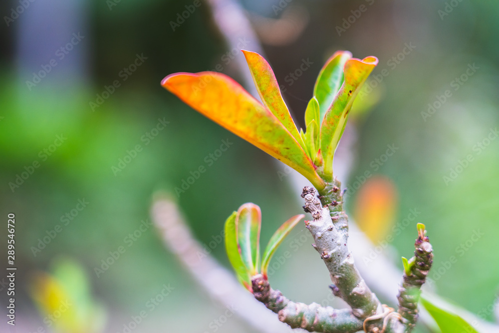 Tropical scion leaf Desert Rose in garden Tropical scion leaf Desert Rose in garden