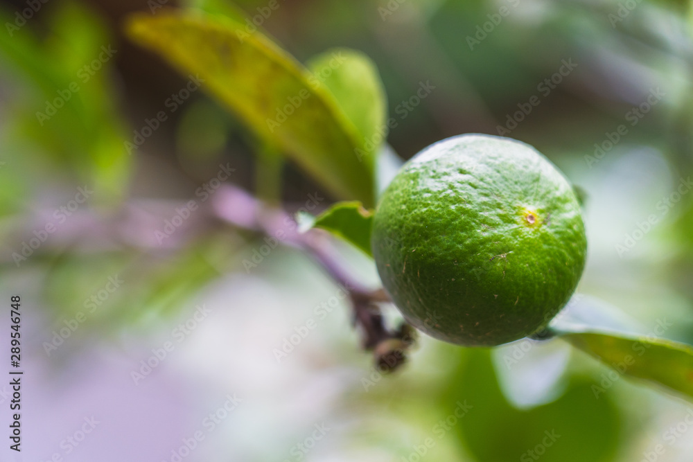 fresh green lemon on branch in the garden fresh green lemon on branch in the garden
