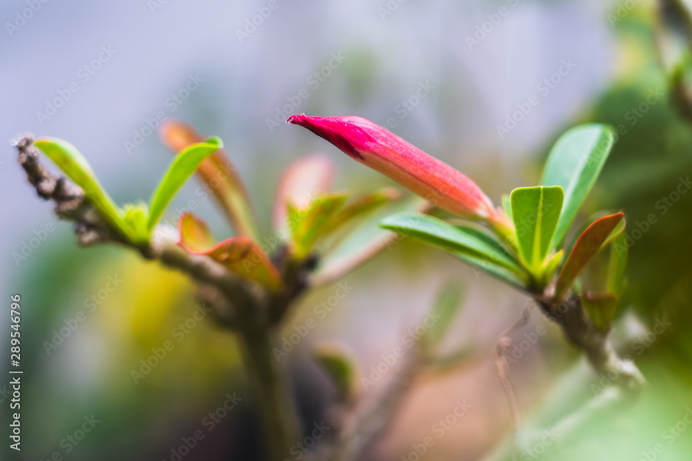 Tropical scion leaf Desert Rose in garden Tropical scion leaf Desert Rose in garden