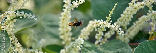 Frelon asiatique en vol - fleur sauvage prédateur abeille - insecte