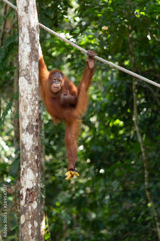 Orangután 04