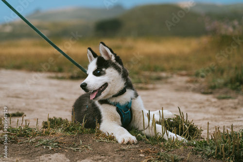 Black and white husky puppy on the beach 