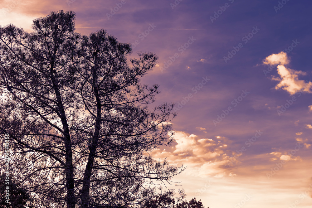 Fototapeta premium Ocaso en el pinar del Concejo en Cadalso de los Vidrios. Madrid. España. Europa.