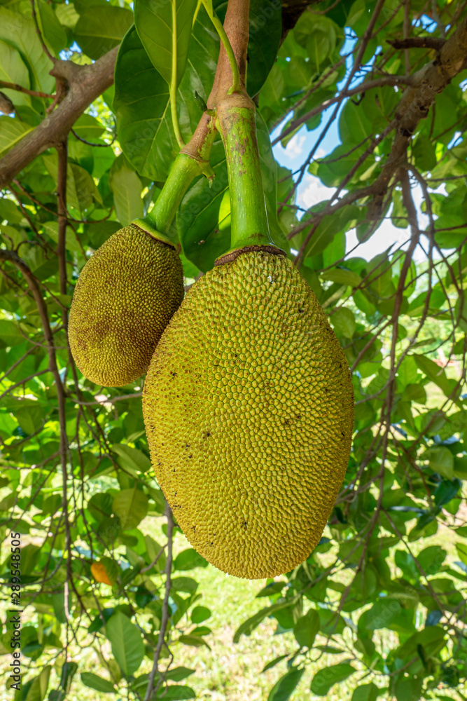 Fresh Green Jackfruit Growing on Jackfruit Tree Fresh Green Jackfruit Growing on Jackfruit Tree