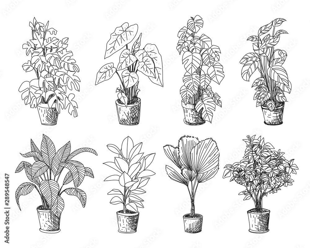 Plant Sketch Vector Art, Icons, and Graphics for Free Download