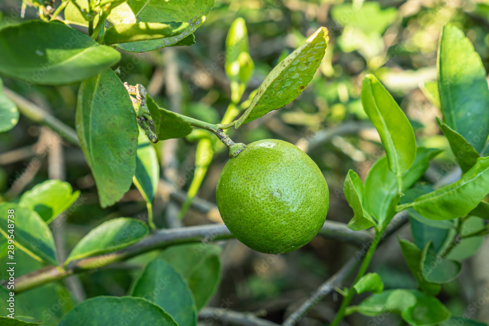 Fresh Lime Growing on The Tree and Green Leaves Background