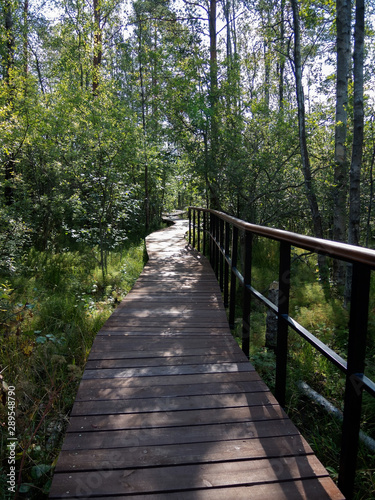 Ecological trail in the forest - wooden walkways lead to the swamp