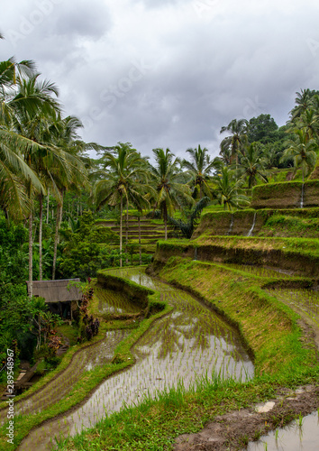 rice terraces in bali indonesia