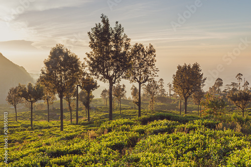  Beautiful green tea plantation in Sri Lanka