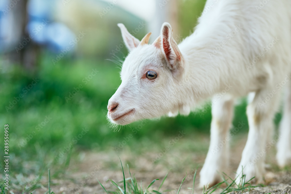 goat on the meadow