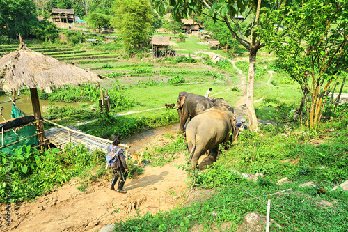 Canvas Print Men driving elephants back to the village