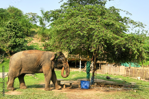 Elephant in a thailandese village photo