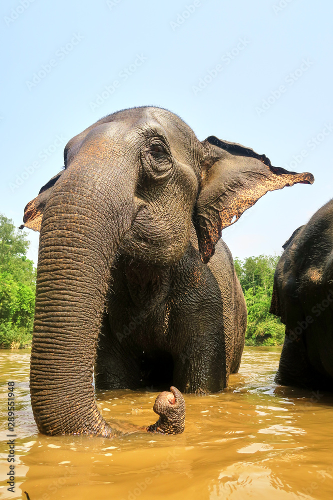 Fototapeta premium Asian Elephant in a river taking a bath