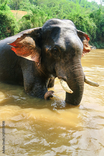 Asian Elephant in a river taking a bath