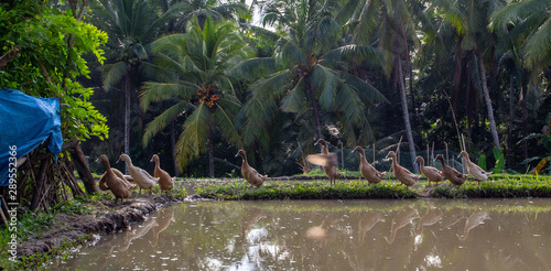 Fototapeta Naklejka Na Ścianę i Meble -  ducks in a garden