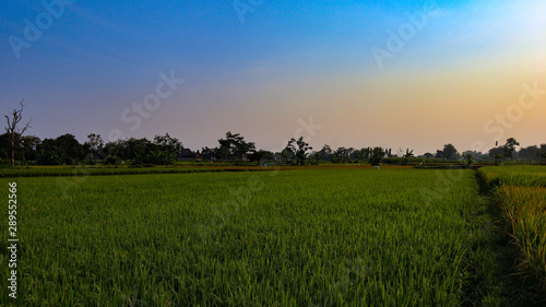 Rice field views in the village