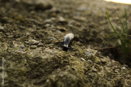 Slug on rocky ground