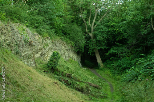 Obraz na płótnie Trail next to a tree leading into the forest w salonie