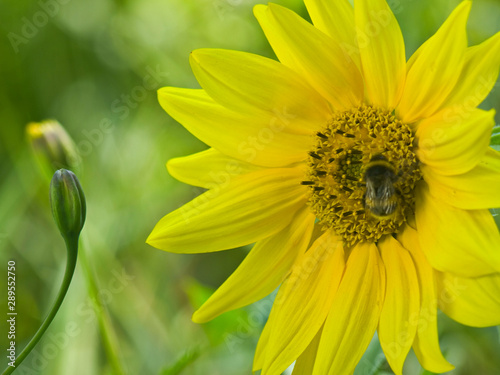  bee collecting pollen from a young flower of a sunflower