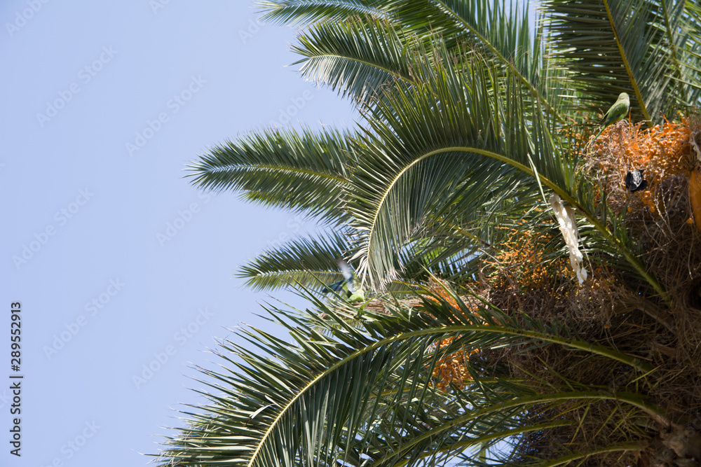 green parrot in a nest on a date palm.