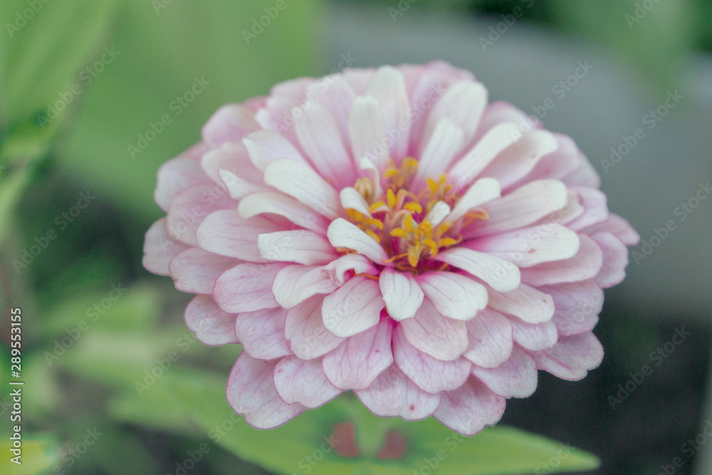Bright beautiful garden flowers grow in the summer on the street Bright beautiful garden flowers grow in the summer on the street
