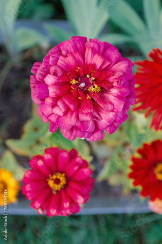 Bright beautiful garden flowers grow in the summer on the street