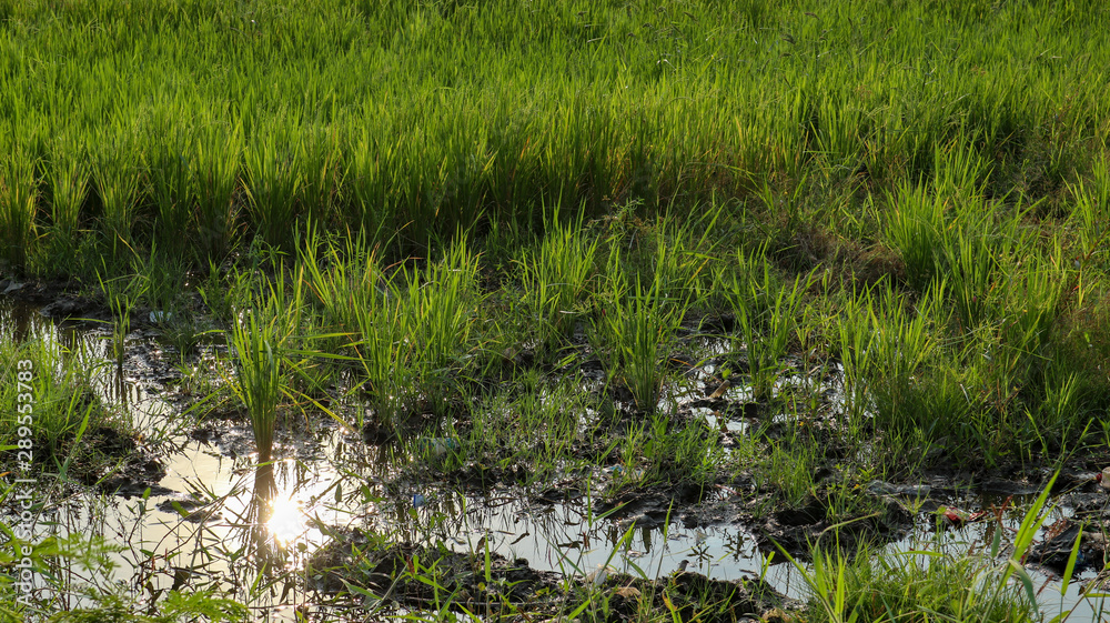 Rice field in the natural state of Indonesia Rice field in the natural state of Indonesia
