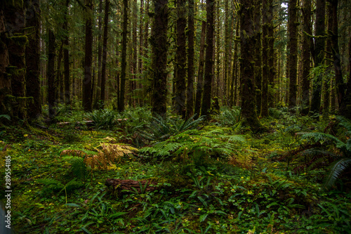 Beautiful rainforest with fern on the ground and moss on the trees photo