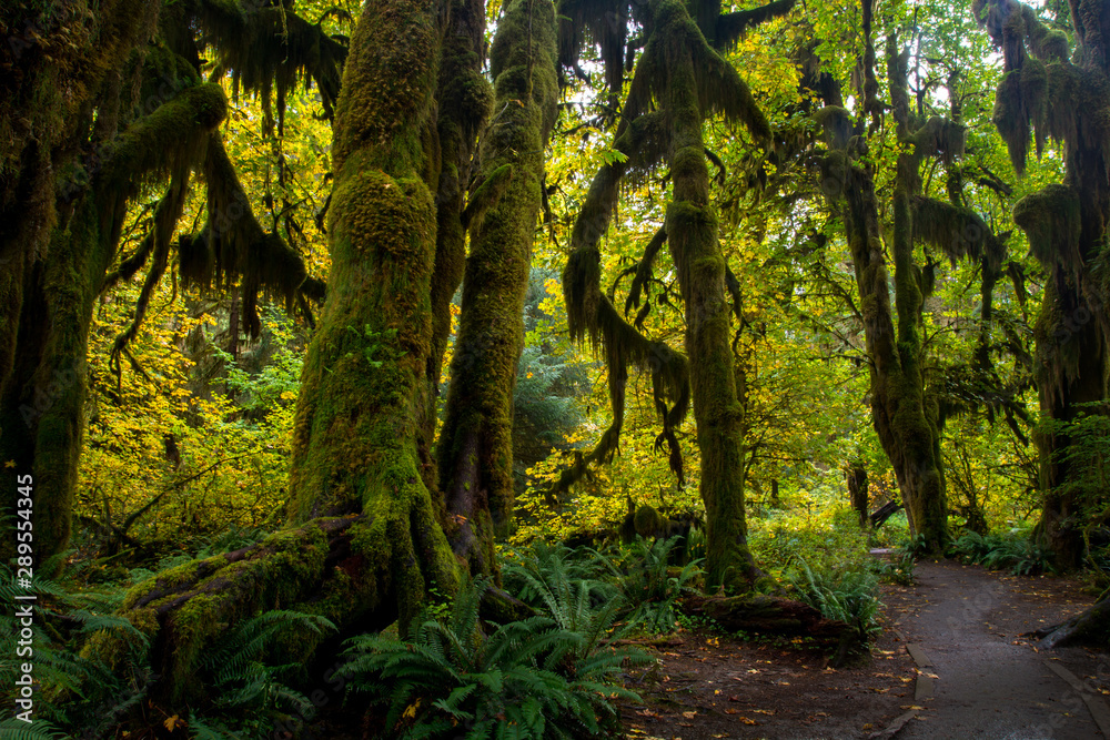 Fototapeta premium Trail in Olympic National Park. Rainforest around of you