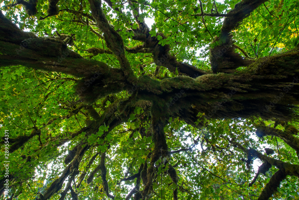 Fototapeta premium Amazing tree in a rainforest.