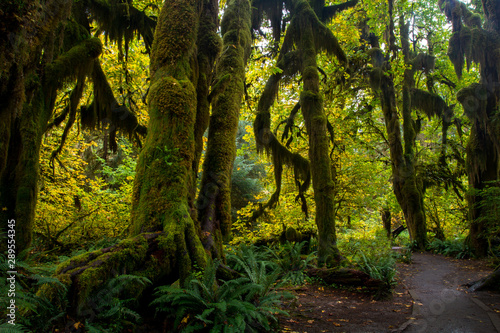 Trail in Olympic National Park. Rainforest around of you