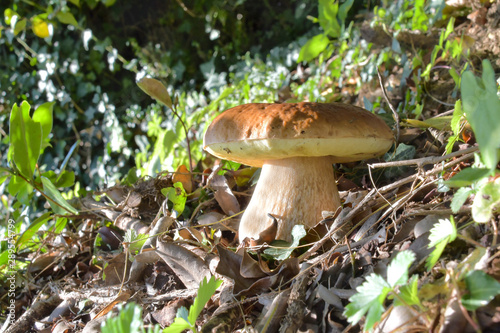 The porcino mushroom, in the grass of the forest