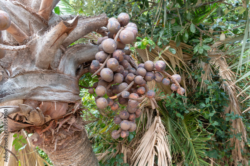 A Hyphaene Coriacea Plant photo