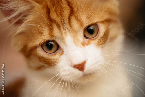 Portrait of a cute red kitten