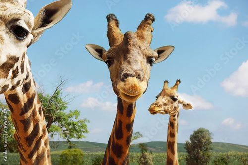 Portrait of giraffes on blue sky background photo