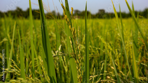 Rice field views in the village