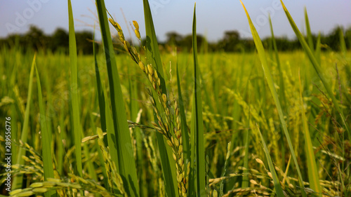 Rice field views in the village