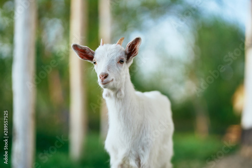 goat in the farm © SHOTPRIME STUDIO