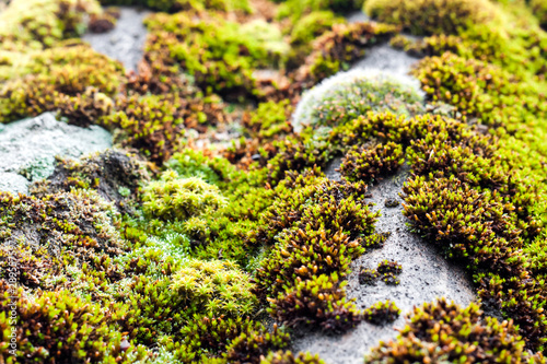 Closeup of old slate roof covered with green moss after the rain