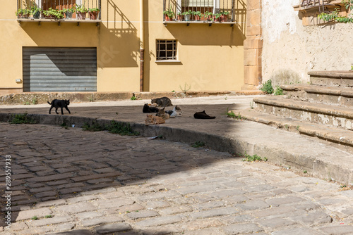 Group of stray cats