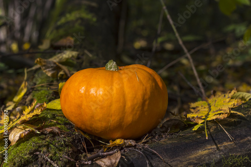 Fall harvest pumpkin on a green grass outdoors. Autumn composition. Thanksgiving day and Halloween concept.
