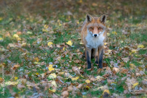 Portrait of a red fox (Vulpes vulpes) in natural autumn environment. Amsterdamse waterleiding duinen in the Netherlands. Writing space. © Albert Beukhof