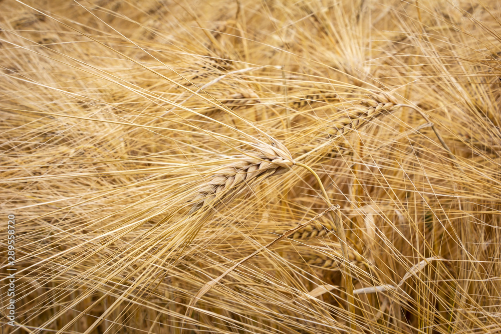 View of a barley field with ripe grain. View of a barley field with ripe grain.